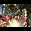 Die zugehörigen Blüten